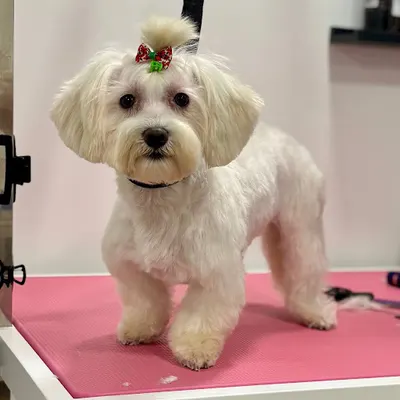 GROOM-GROOM Salon Groomerski